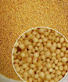 Amaranth: Food of the Future